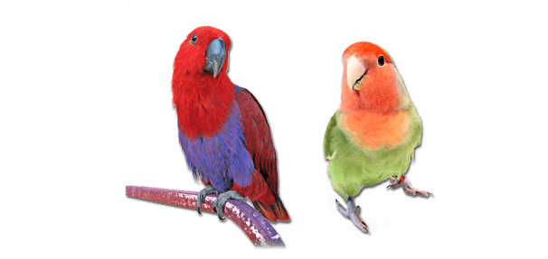 Types of Birds - Elms Pets